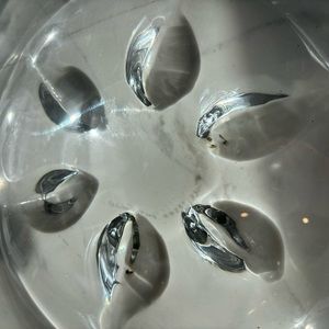 Orrefors Kosta Boda Floral Leaf Crystal Glass Decorate Plate